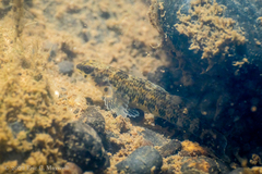 Etheostoma zonale