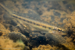 Erimystax dissimilis