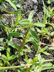 Echinodorus cordifolius