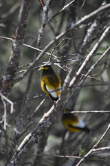 Coccothraustes vespertinus