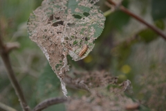 Asphaera abdominalis