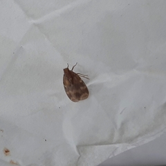 Bothriocera