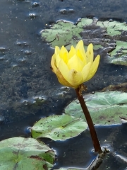 Nymphaea mexicana