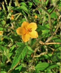 Mentzelia aspera