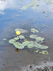 Nymphaea mexicana