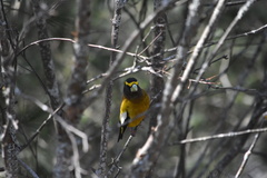 Coccothraustes vespertinus