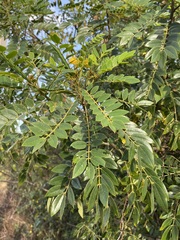 Senna spectabilis