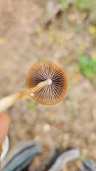 Psathyrella piluliformis