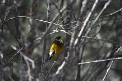 Coccothraustes vespertinus