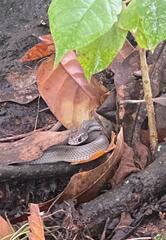 Masticophis mentovarius