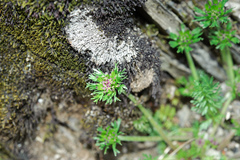 Chaerophyllum taiwanianum