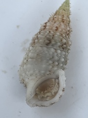 Cerithium eburneum