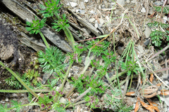 Chaerophyllum taiwanianum