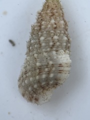 Cerithium eburneum