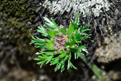 Chaerophyllum taiwanianum