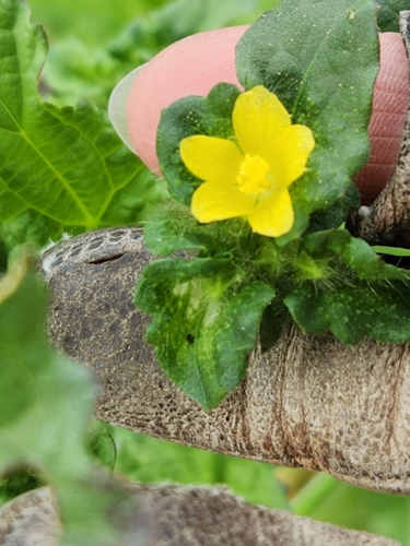 Image of Malachra capitata by (c) Jo Roberts, some rights reserved (CC BY)