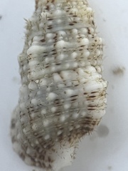 Cerithium eburneum