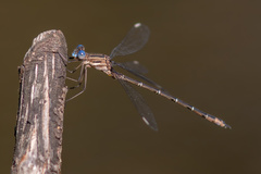 Archilestes californicus
