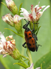 Rhodobaenus quinquepunctatus