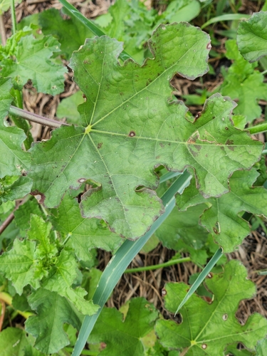 Image of Malachra capitata by (c) Jo Roberts, some rights reserved (CC BY)