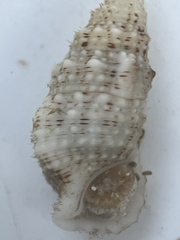 Cerithium eburneum