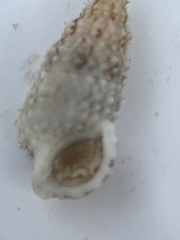Cerithium eburneum