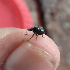 Attelabinae