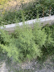 Ambrosia confertiflora
