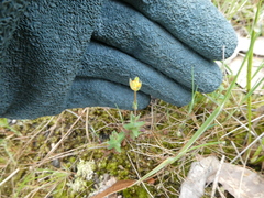 Hypericum gramineum