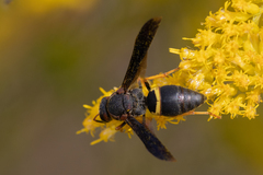 Euodynerus crypticus