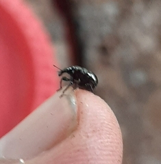Attelabinae