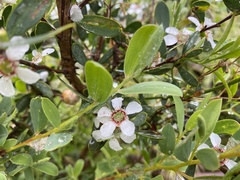 Leptospermum laevigatum