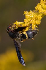 Euodynerus crypticus