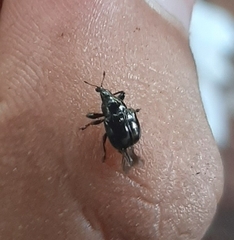 Attelabinae