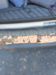 Aleurodiscus grantii