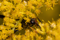 Euodynerus crypticus