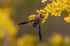 Euodynerus crypticus