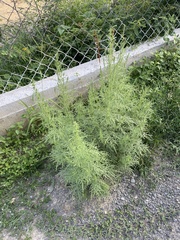 Ambrosia confertiflora