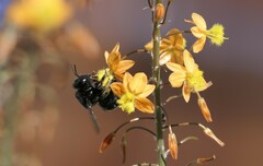 Xylocopa sonorina