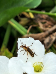 Chauliognathus marginatus