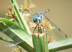 Dythemis nigra