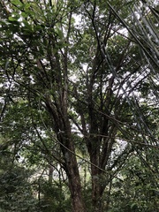 Eugenia brasiliensis