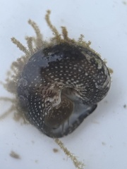 Agathistoma fasciatum