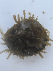 Agathistoma fasciatum