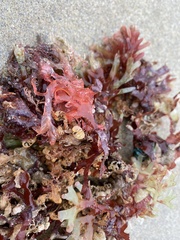 Acrosorium ciliolatum