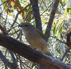 Pachycephala fuliginosa