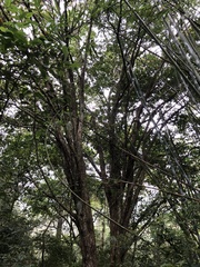 Eugenia brasiliensis