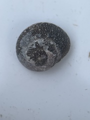 Agathistoma fasciatum