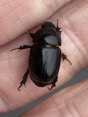 Heteronychus arator