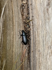 Alobates pensylvanicus